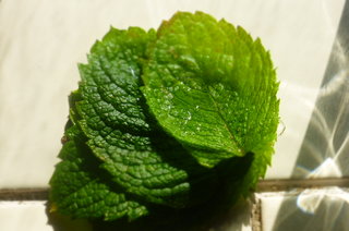 Apple mint from the garden (via Janes Mum and Dad in Stafford)